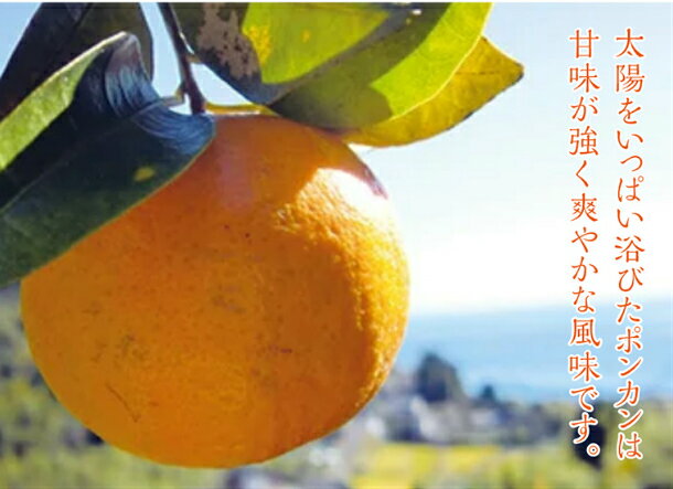 【ふるさと納税】 ポンカン 3kg 秀品 早期予約 2023年 1月 中旬より 発送 柑橘 フルーツ みかん 安和ポンカン 産地直送
