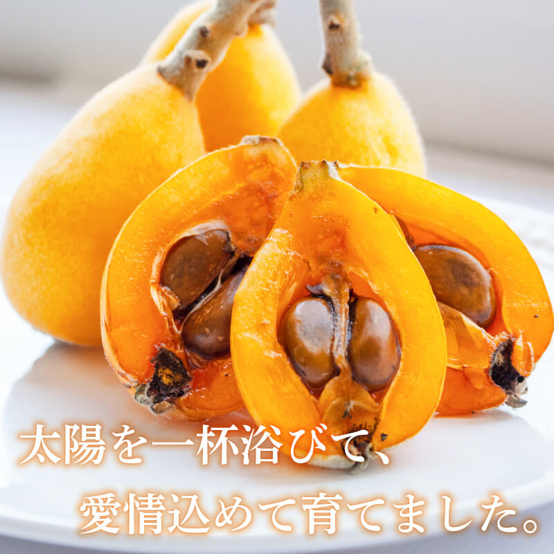 【ふるさと納税】 数量限定 びわ フルーツ 果物 おすすめ 約 1.2kg ~ 2.4kg 旬 果実 ギフト 枇杷 期間限定 高知県 須崎市 高級 季節 初夏 高知 贈答 父の日 大玉 果実 くだもの