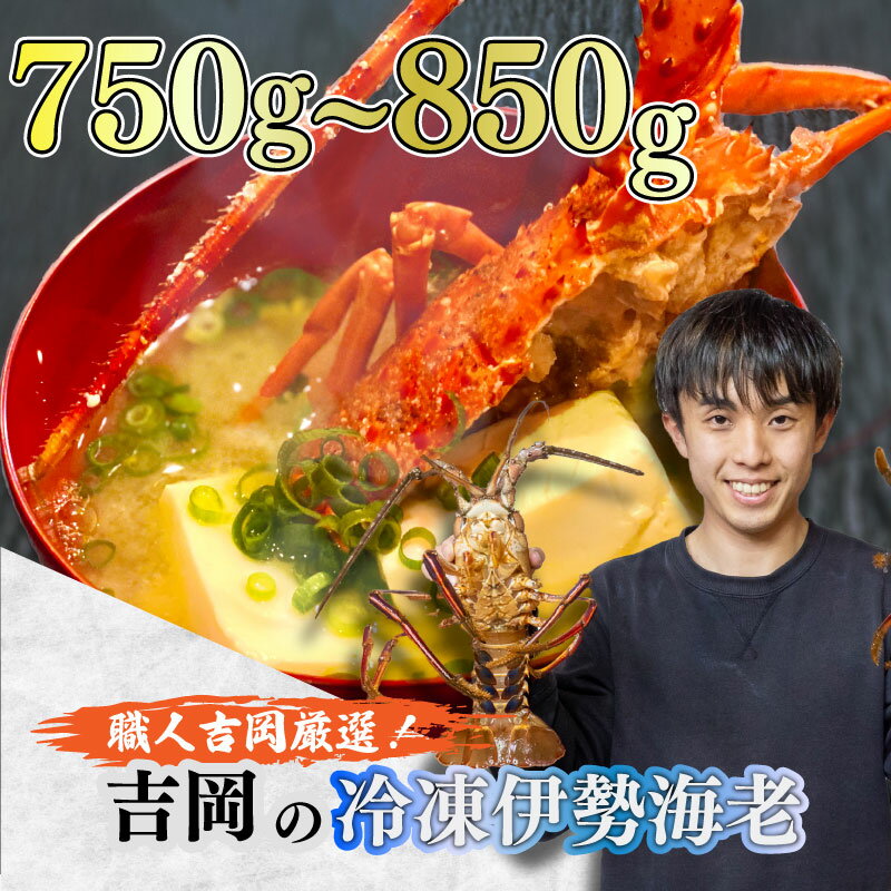 【ふるさと納税】 朝獲れ 伊勢海老 750g ～ 850g 急速 冷凍 産地直送 須崎 高知 海鮮 魚介類 お正月 ...