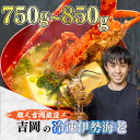 【ふるさと納税】 朝獲れ 伊勢海老 750g ～ 850g 急速 冷凍 産地直送 須崎 高知 海鮮 魚介類 お正月 お祝い