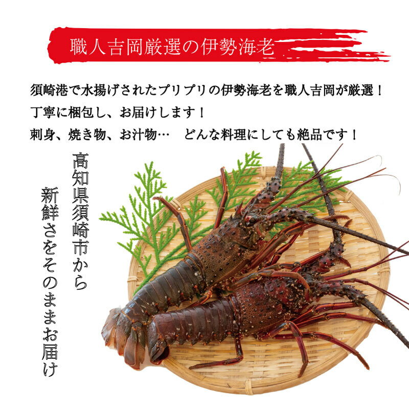 【ふるさと納税】 朝獲れ 伊勢海老 750g ～ 850g 急速 冷凍 産地直送 須崎 高知 海鮮 魚介類 お正月 お祝い イセエビ IKY018