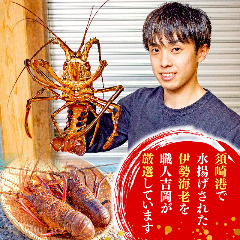 【ふるさと納税】 訳あり 職人吉岡 冷凍 伊勢海老 約 1.4kg 2~7尾 ( サイズ混合 えび エビ 高級 鮮魚 海鮮 魚介 刺身 焼き物 汁物 ギフト 贈答 贈り物 祝い 歳暮 中元 ) 高知県 須崎市 お正月 おせち