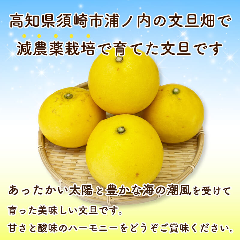 【ふるさと納税】 【 2月上旬 から 発送 】 訳あり 文旦 5kg 家庭用 L ～ 2L サイズ混合 早期予約 予約受付中 土佐文旦 ぶんたん みかん 柑橘 ぶんたん 季節限定 期間限定 旬 限定 ふるさと納税文旦 高知県 須崎市