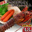 【ふるさと納税】 特大伊勢海老 1尾 〜 7尾 高級 本からすみ 100g 〜 600g 選べる 容量 ( 特大サイズ 急速冷凍 えび エビ からすみ カラスミ...