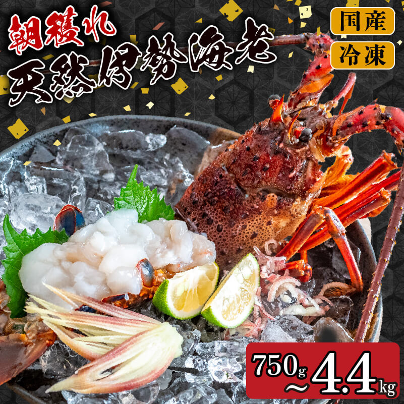 [2025年4月より順次配送]訳あり 朝獲れ 伊勢海老 350g 〜 450g 規格外 わけあり 急速 冷凍 産地直送 須崎 高知 海鮮 魚介類 イセエビ 海老 えび エビ 伊勢エビ 贅沢 さしみ ふるさと納税伊勢海老 ふるさと納税海鮮 ふるさと納税魚介 ふるさと納税さしみ