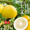 【ふるさと納税】 【 2026年 2月 より 発送 】 高知県産 土佐文旦 特上品 贈答用 優品 家庭用 訳あり 5kg 10kg ぶんたん 時期 人気 旬 柑橘 フルーツ 果物 高知 須崎 ふるさと納税文旦 ふるさと納税みかん ふるさと納税柑橘