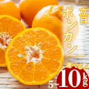 【ふるさと納税】【 2025年1月より発送 】 特上品 贈答用 訳あり ぽんかん 5kg 10kg 大小混合品 アリ 高知県産 立目ぽんかん 果物 フルーツ ポンカン 柑橘 みかん ミカン 有機肥料 主体 低農薬 早期予約 ふるさと納税ぽんかん ふるさと納税みかん ふるさと納税柑橘