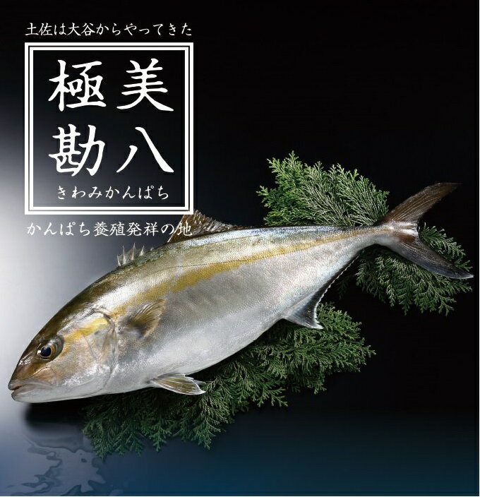 その他水産物(カンパチ)人気ランク2位　口コミ数「27件」評価「4.56」「【ふるさと納税】 カンパチ 勘八 2節 セット 高級 魚 極美勘八 産地直送 刺身 ぶりしゃぶ 照り焼き 刺し身 高知県 須崎市」