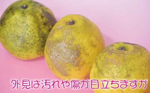 【ふるさと納税】河内晩柑10kg【家庭用】