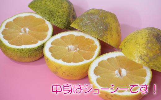 【ふるさと納税】河内晩柑10kg【家庭用】