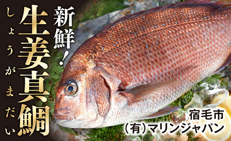 高知産の生姜を食べて育った、新鮮絶品の「生姜真鯛」一尾(鮮魚)