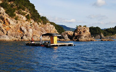 宿毛湾磯・筏釣り券