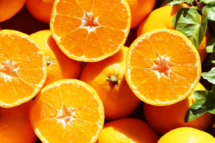 【ふるさと納税】 成田果樹園 温州みかん 5kg みかん ミカン 蜜柑 柑橘 果物 フルーツ 贈答用 ギフト 贈り物 旬 秋 冬 産地直送 国産 甘い 新鮮 果汁たっぷり 食べ放題 家族で楽しむ ビタミンC 健康 美容 デザート 宿毛市 高知市