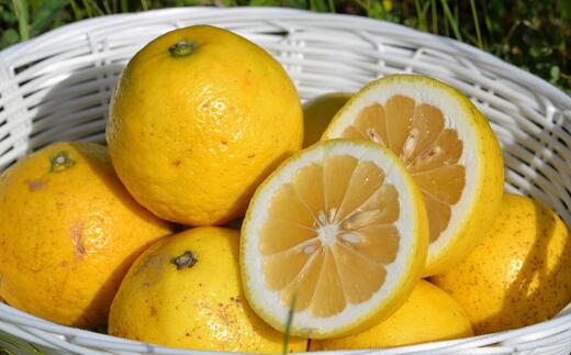 【ふるさと納税】【2024年3月下旬以降お届け分】すくも小夏5kg【家庭用】