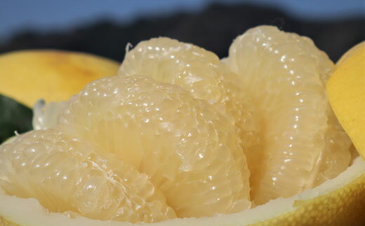 【ふるさと納税】 森下正一の土佐文旦 10kg 大玉 家庭用 特産品 果物 柑橘類 グレープフルーツ ザボン 贈答用 ギフト 贈り物 お歳暮 お中元 正月 年末年始 果汁 ジュース 産地直送 高知県 四国 旬 フルーツ 美味しい 甘い 健康 ビタミンC 栄養 宿毛市 高知県 16000円