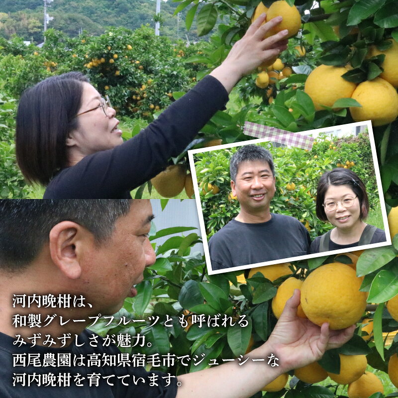 【ふるさと納税】 西尾農園 河内晩柑 家庭用 ( 訳あり ) 5kg 果物 柑橘 みかん フルーツ 柑橘類 甘い 酸味 ジューシー 香り 贈答用 ギフト 贈り物 お取り寄せ 産地直送 特産品 旬 季節 春 夏 国産 新鮮 美味しい おいしい 宿毛市 高知県 6000円