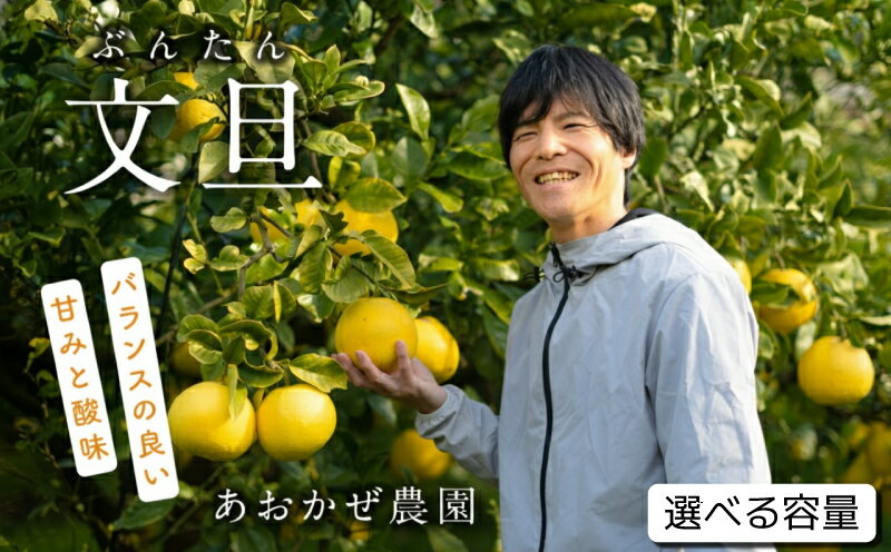 訳あり 土佐文旦 5kg 10kg 家庭用 贈答用 あおかぜ農園 文旦 ブンタン ぶんたん 規格外 人気 美味しい 特産品 柑橘 柑橘類 みかん フルーツ 果物 果実 特産品 産地直送 お取り寄せ 高知県産 四国 旬 季節限定 自然栽培 農園直送 宿毛市 高知県