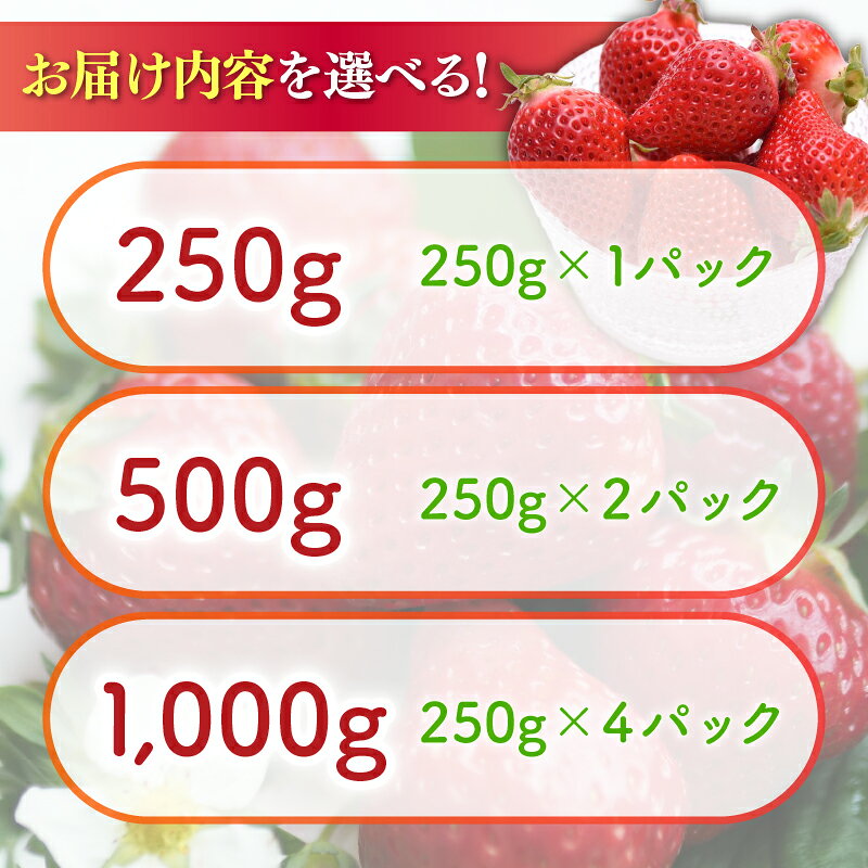 【ふるさと納税】 いちご アフター保証 選べる 容量 苺 250g ~1kg 新鮮 冷蔵 イチゴ ふるさと納税 苺 ふるさと 果物 スイーツ 数量限定 期間限定 小分け あまえくぼ 希少品種 贈答 ギフト プレゼント 1月より順次発送 【2026年1-3月発送】 高知県 宿毛市