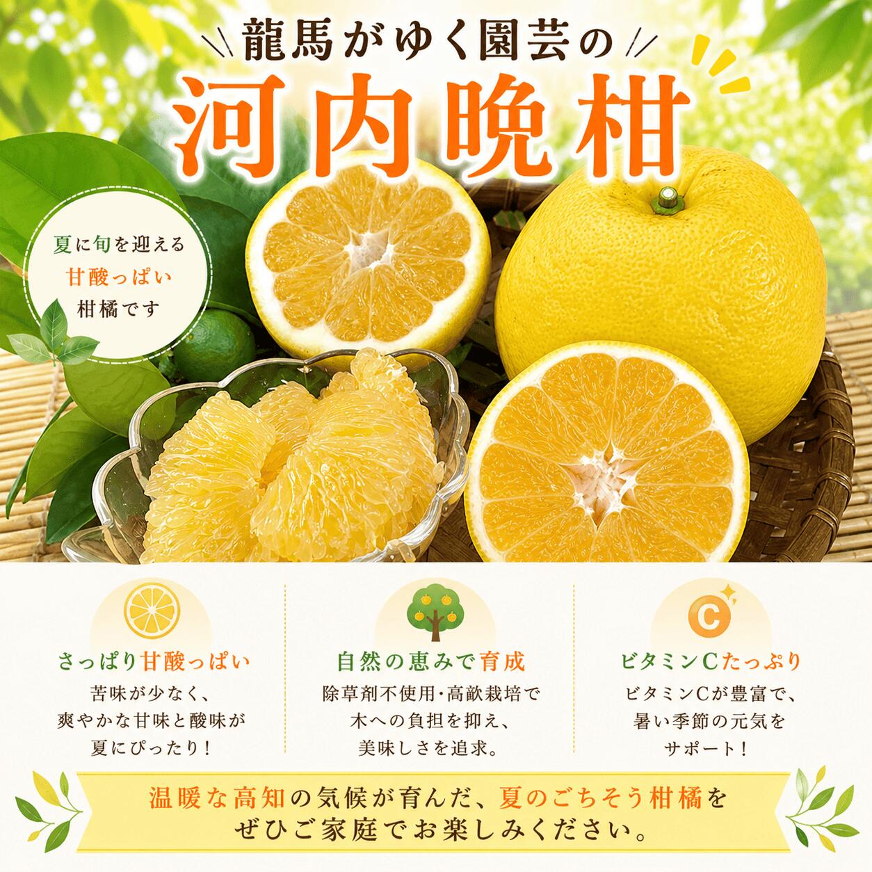 【ふるさと納税】訳あり 河内晩柑 選べる 容量 約4.5kg / 約9kg 不揃い 龍馬がゆく 園芸 柑橘 フルーツ みかん 果物 ジュース 坂本龍馬 土佐 特産品 果汁 ビタミンC 産地直送 旬 季節限定 贈答用 ギフト 家庭用 お取り寄せ グルメ 国産 甘い 宿毛市 高知県