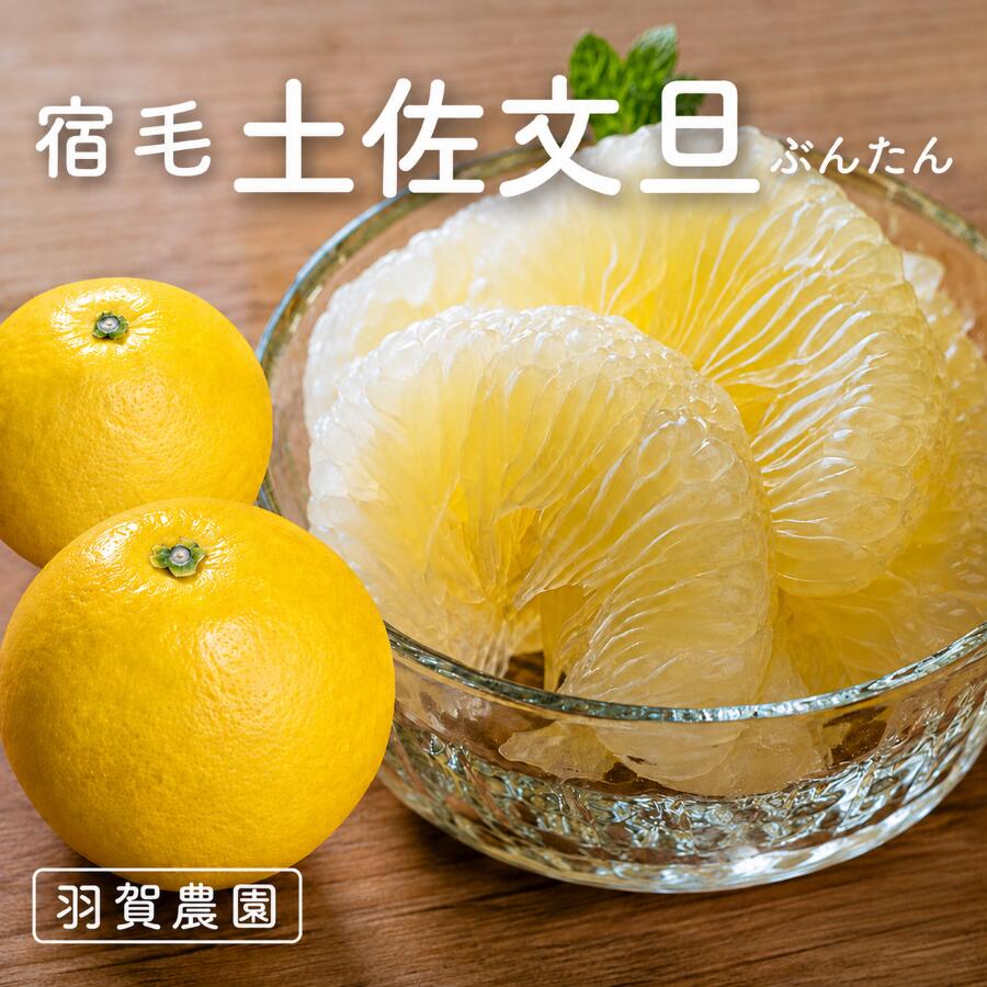 羽賀農園 土佐文旦 家庭用 10kg 通常サイズ 小玉サイズ 柑橘 果物 フルーツ 特産品 文旦 ぶんたん ブンタン 高知県 返礼品 旬 季節 贈答用 ギフト 贈り物 果汁 甘酸っぱい ビタミンC 食物繊維 健康 美容 産地直送 新鮮 宿毛市 高知県 10000円