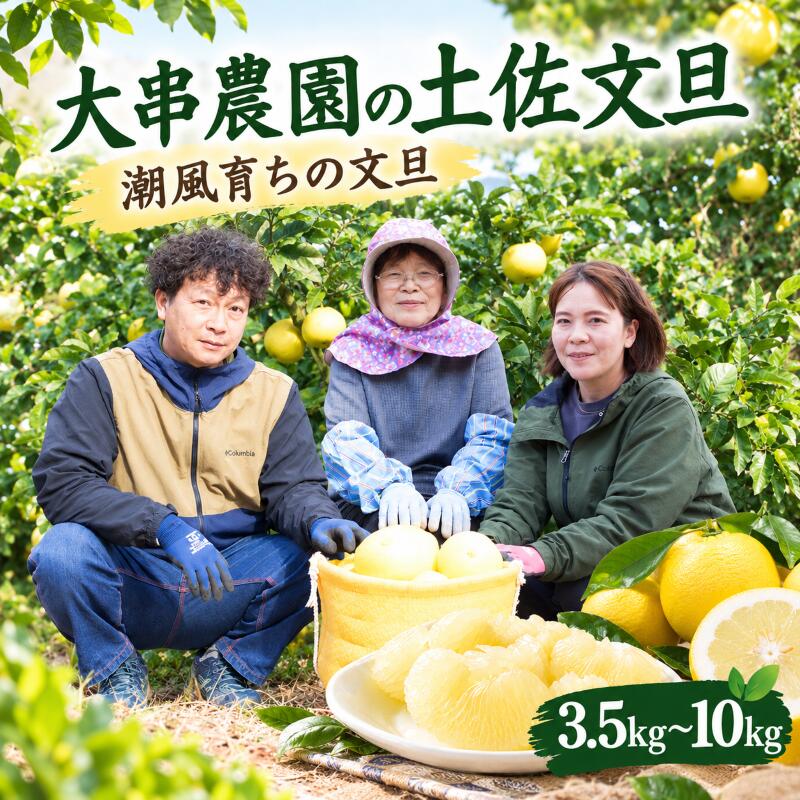 土佐文旦 10kg 7kg 3.5kg 家庭用 選べる 容量 文旦 柑橘 果物 フルーツ みかん類 贈答品 ギフト 高知県産 特産品 名産 果汁 ジューシー さっぱり 甘酸っぱい デザート 旬 冬 季節限定 産地直送 贈り物 お取り寄せ 宿毛市 高知県 大串農園
