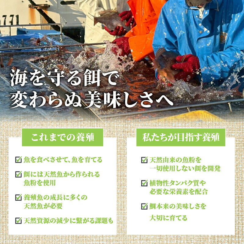 【ふるさと納税】鯛 フィーレ 約250g~1kg 選べる 半身 1尾 2尾 容量 皮つき 皮あり 真鯛未来 刺身 新鮮 海鮮 鯛しゃぶ 鯛めし 鍋 お食い初め 鯛茶漬け カルパッチョ タタキ 炙り 塩焼き 煮込み 料理 10,000円 Dritto.One株式会社 宿毛市 高知県 f392081-sukumo-10001555 高知県宿毛市 サンプル画像2