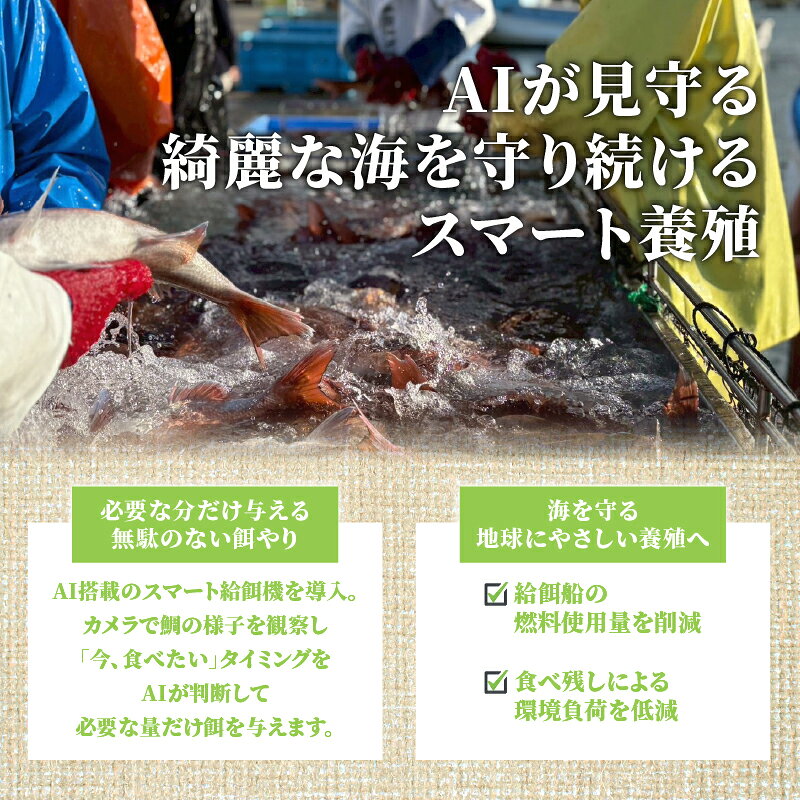 【ふるさと納税】鯛 フィーレ 約250g~1kg 選べる 半身 1尾 2尾 容量 皮つき 皮あり 真鯛未来 刺身 新鮮 海鮮 鯛しゃぶ 鯛めし 鍋 お食い初め 鯛茶漬け カルパッチョ タタキ 炙り 塩焼き 煮込み 料理 10,000円 Dritto.One株式会社 宿毛市 高知県 f392081-sukumo-10001555 高知県宿毛市 サンプル画像3