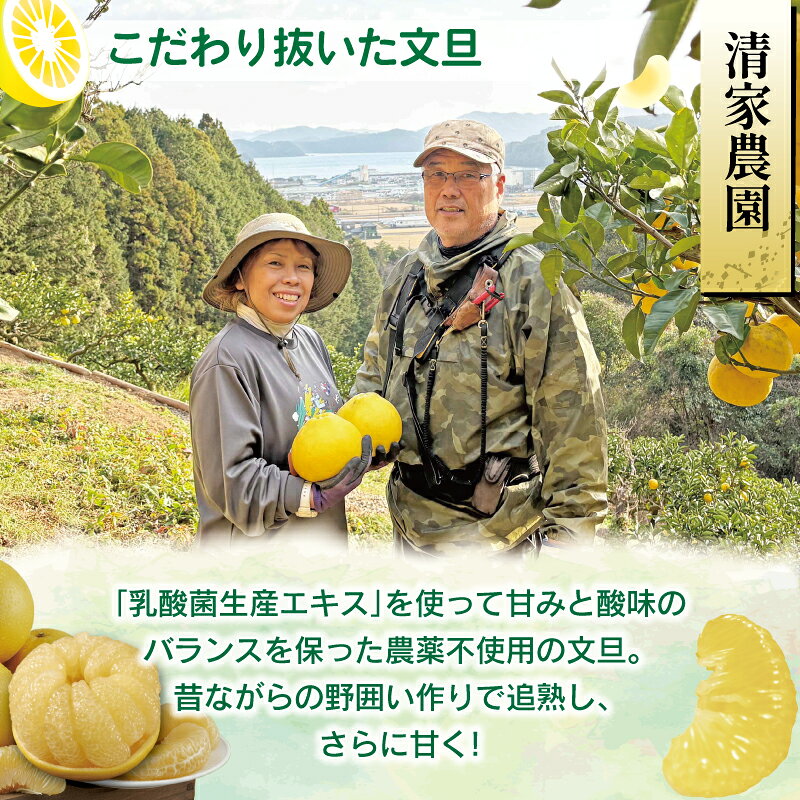 【ふるさと納税】 土佐文旦 3kg 5kg 7kg 家庭用 贈答用 M ~ 5L 文旦 ジャム 訳あり ぶんたん みかん 高知 フルーツ スイーツ 蜜柑 国産 先行 お菓子 ケーキ 清家農園 宿毛市 高知県 特別栽培 農薬不使用 訳アリ ギフト お歳暮 お取り寄せ デザート 柑橘 f392081-sukumo-10000829 高知県宿毛市 サンプル画像3