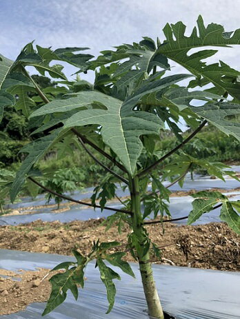 【ふるさと納税】【B-116】酵素の王様〜青パパイヤ〜