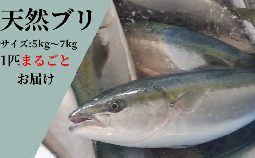 ぶり は名前の多い出世魚 地域ごとに呼び方も違うってホント 2ページ目 Jouer ジュエ