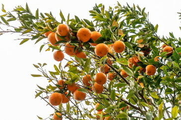 【ふるさと納税】訳あり柑橘「ぽんかん」10kg（オレンジ園）デコポンの親 みかん 柑橘 フルーツ【N-44】