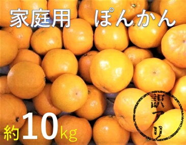 【ふるさと納税】訳ありぽんかん10kg（谷川果樹園）デコポンの親 みかん 柑橘 フルーツ【H-51】