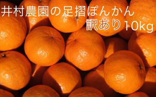 【ふるさと納税】【訳あり】井村農園の足摺ぽんかん10kg（デコポンの親 みかん 柑橘 フルーツ）【N-14】