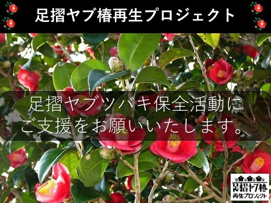 [記念苗木付き]足摺ヤブ椿再生プロジェクトへの支援・応援 自然保護 椿[R00080]