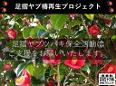 【ふるさと納税】【記念苗木付き】足摺ヤブ椿再生プロジェクトへの支援・応援　自然保護 椿【R00080】