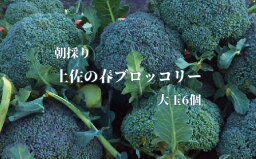 【ふるさと納税】朝採り！土佐の春ブロッコリー（大玉6個）春野菜 先行予約 ビタミンC【R00133】