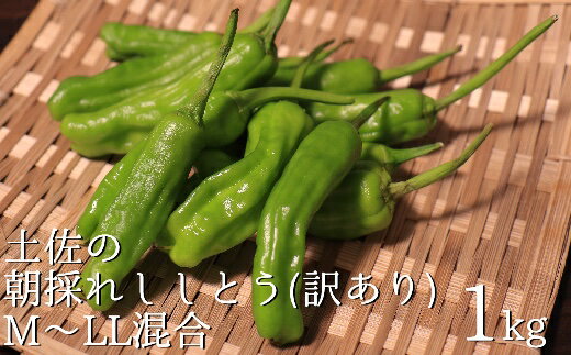 [訳あり]土佐のししとう1kg(サイズ混合)野菜炒め 天ぷら 夏野菜 先行予約[R00046]