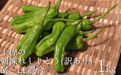 【訳あり】土佐のししとう1kg（サイズ混合）野菜炒め 天ぷら 夏野菜 先行予約【R00046】