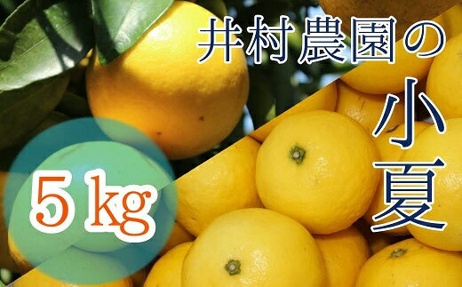 8位! 口コミ数「0件」評価「0」井村農園の小夏（5kg）日向夏 みかん 柑橘 フルーツ こなつ ニューサマーオレンジ 先行予約【R00357】