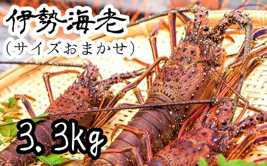 【ふるさと納税】伊勢海老3.3kg（サイズおまかせ高知県産）※着日指定不可※エビ 甲殻類 海鮮BBQ アウト..