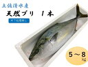 【ふるさと納税】土佐清水産天然ぶり　まるごと1本（5kg～8kg）下処理無し（内臓除去無し）【令和5年3月下旬以降発送】【C-48】