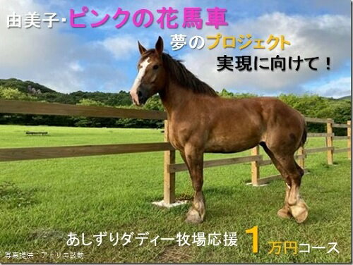 由美子・ピンクの花馬車夢のプロジェクト実現に向けて！あしずりダディー牧場応援（1万円コース）クラウンドファンディング クラファン 馬主 競馬 動物 10000円 1万円【R00341】