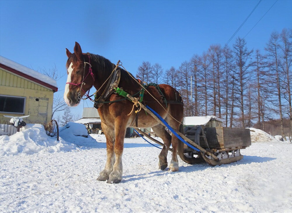 【ふるさと納税】由美子・ピンクの花馬車夢のプロジェクト実現に向けて！あしずりダディー牧場応援（2万円コース）クラウンドファンディング クラファン 馬主 競馬 動物 20000円 2万円【R00576】その2