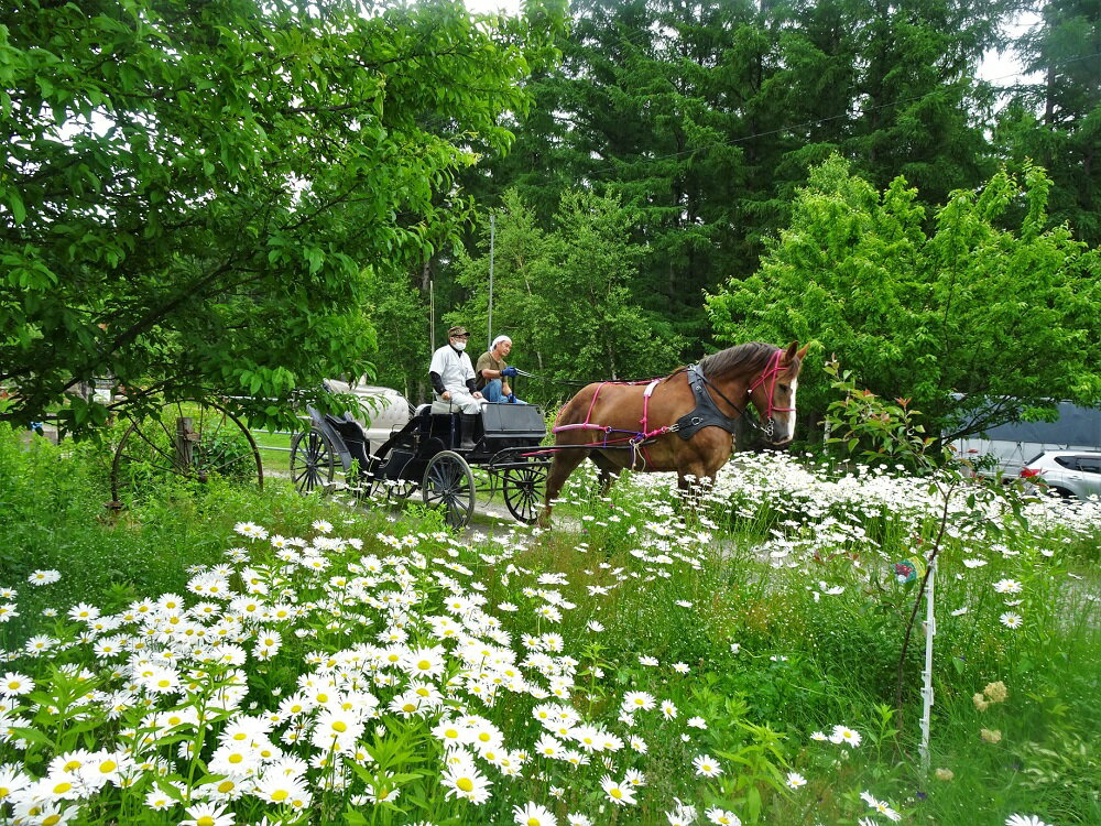 【ふるさと納税】由美子・ピンクの花馬車夢のプロ...の紹介画像3