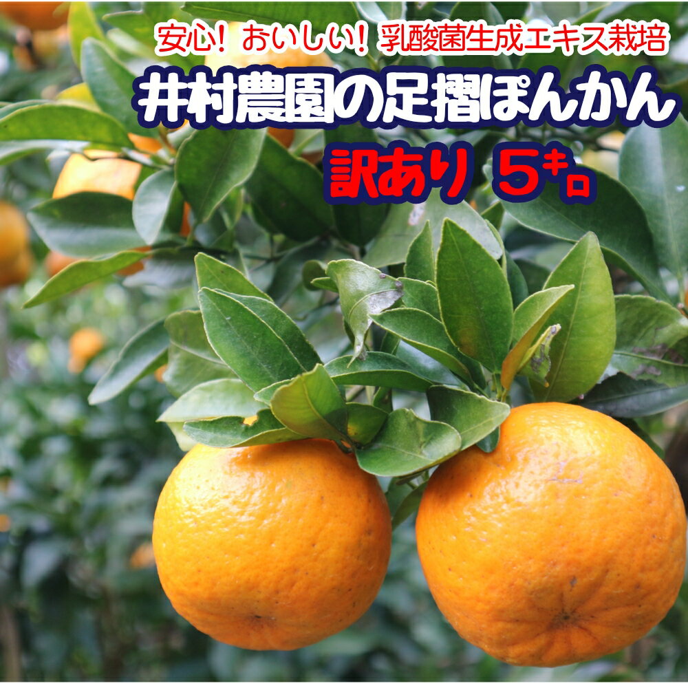 令和8年1月下旬発送 訳あり 家庭用 井村農園の足摺ぽんかん(5kg)デコポンの親 みかん 果実 ミカン ぽんかん ポンカン フルーツ おやつ デザート わけあり 5キロ 美味しい 国産 送料無料 高知県 ギフト ふるさとのうぜい 故郷納税 返礼品[R00157]