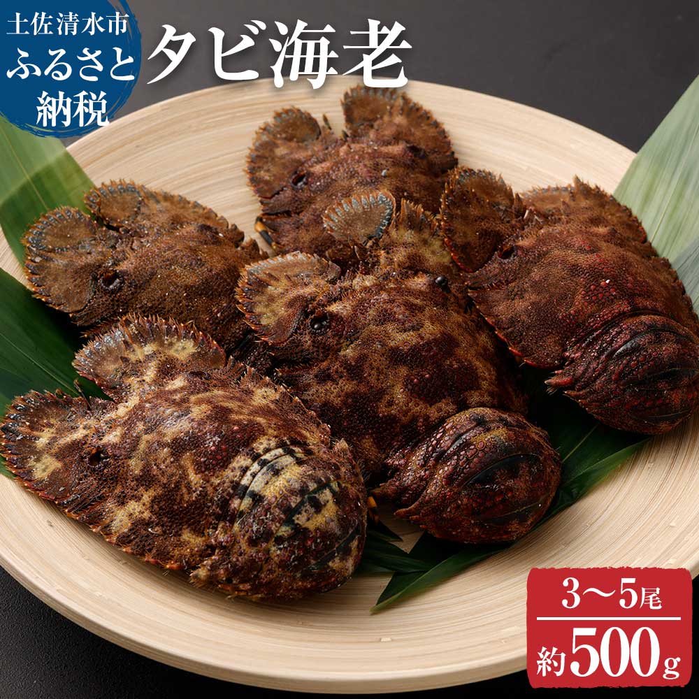 天然タビ海老（ゾウリエビ）約500g（3～5尾入り）サイズおまかせ 贈答可 タビエビ セミエビ科 ゾウリ海老 ウチワ 海老 えび 天然 お刺身 刺身 お味噌汁 パスタ 濃厚 甘い 故郷納税 高知県 土佐清水市 送料無料 高知【R01249】
