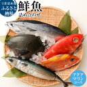 おまかせ！季節の鮮魚 お楽しみセット（アクアマリンコース）鮮魚ボックス 天然魚 食べ比べ 魚介類 海鮮料理 お楽しみ セット 詰め合わせ 鮮魚 魚 お刺身 刺し身 煮付け 20000円 2万円 ふるさとのうぜい 故郷納税 返礼品 高知 土佐清水市 