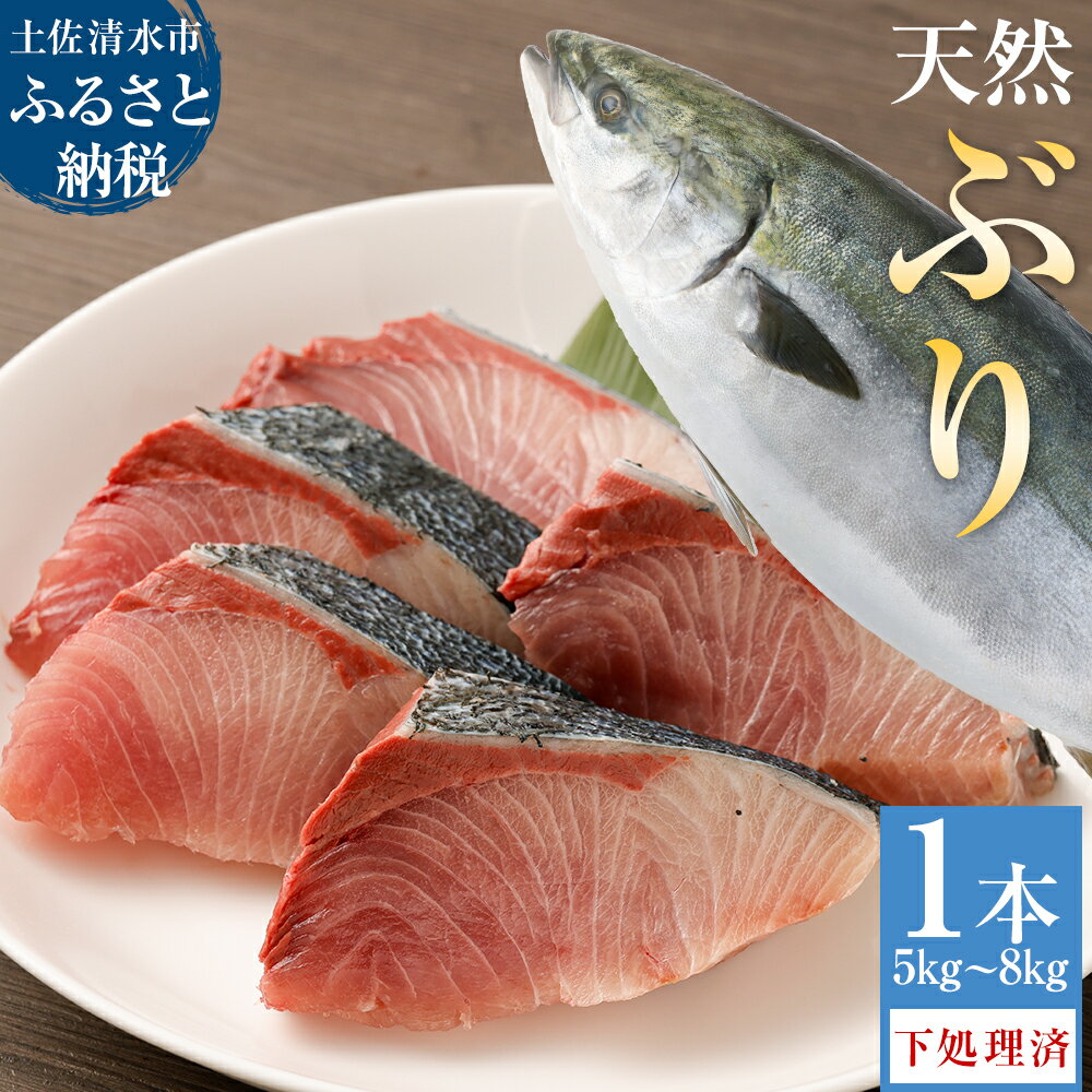 土佐清水産天然ぶり まるごと1本（5kg～8kg）下処理あり（内臓除去済）【令和6年3月下旬以降発送※着日指定不可※】先行予約 鮮魚 鰤 ブリ ぶり大根 刺身 お刺身 ぶりしゃぶ 天然 故郷納税 高知県 土佐清水市 送料無料 高知【R00874】