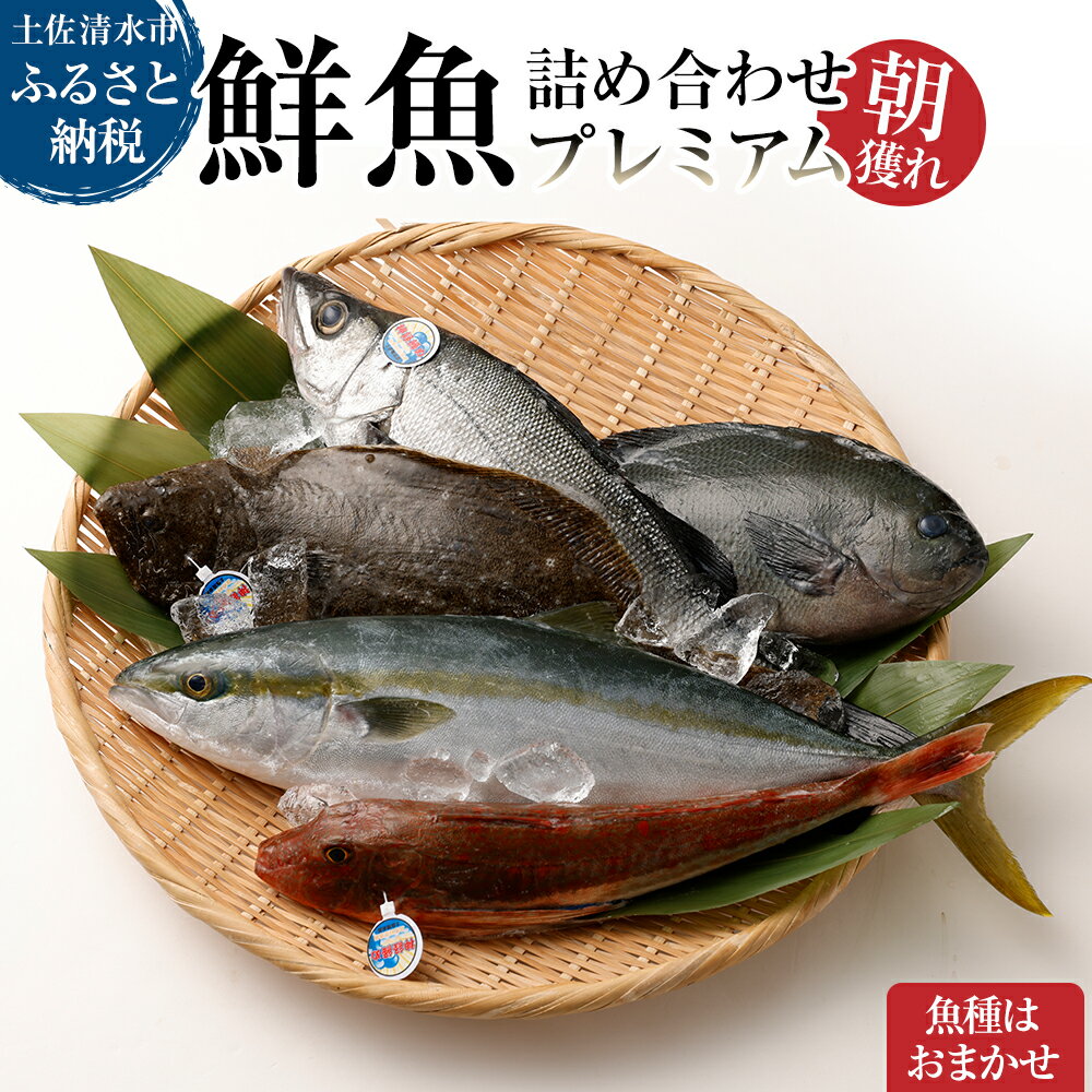 旬の朝獲れ鮮魚詰め合わせ（プレミアム）【以布利定置網　漁師直送】朝獲れ 鮮魚ボックス 旬 鮮魚 魚介 海鮮 魚 さかな せんぎょ 鮮魚セット 詰め合わせ おまかせ お任せ 故郷納税 高知県 土佐清水市 送料無料 高知【R00602】