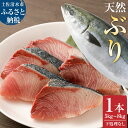 土佐清水産天然ぶり まるごと1本（5kg～8kg）下処理なし（内臓除去無し）【令和6年3月下旬以降発送※着日指定不可※】先行予約 鮮魚 鰤 ブリ ぶり大根 刺身 お刺身 ぶりしゃぶ 天然 故郷納税 高知県 土佐清水市 送料無料 高知【R00873】